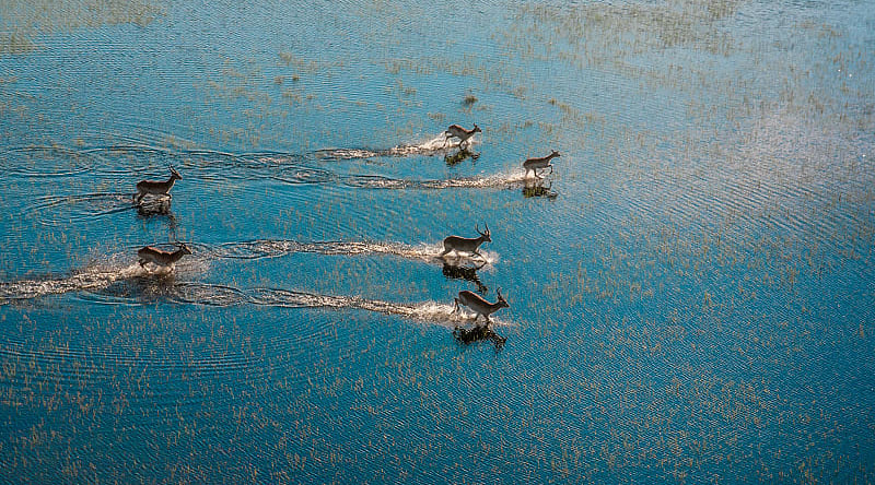 Antelopes running on the Okavango Delta river Antelopes running on the Okavango Delta river