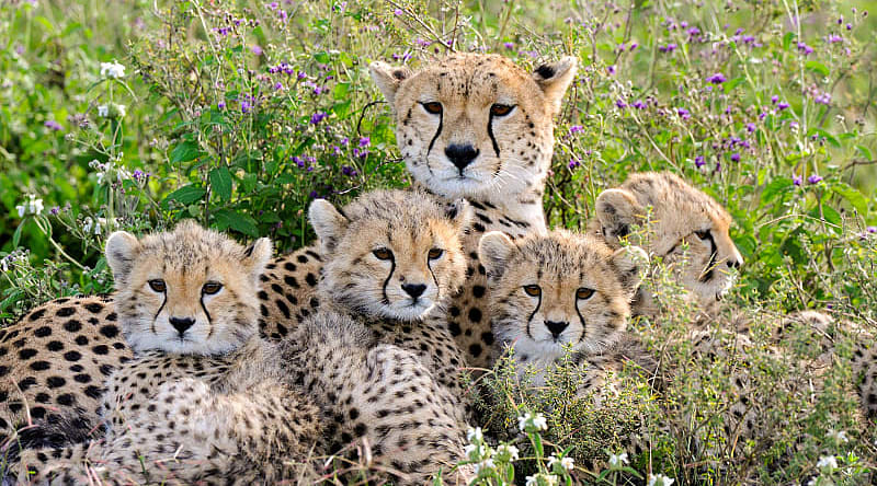 Family of Cheetahs in Tanzania Mother cheetah with her cubs in Tanzania