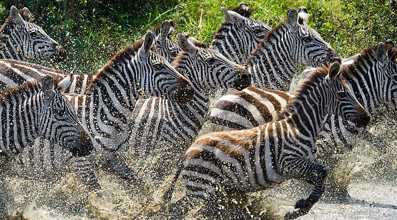 Zebras in Masai Mara, Kenya Zebras in Masai Mara, Kenya