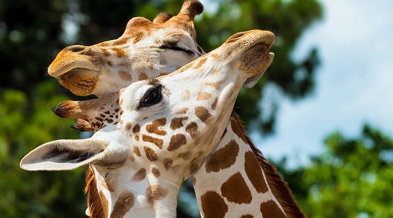 Classic Highlights of Uganda and Kenya Private Safari Classic Highlights of Uganda and Kenya Private Safari