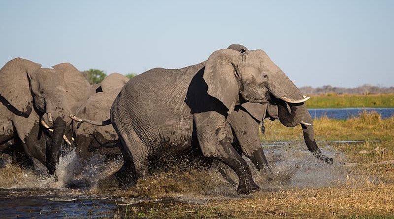 Family of elephants storming out of a waterhole together in Botswana, Africa Family of elephants storming out of a waterhole together in Botswana, Africa