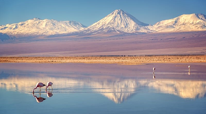 Pink flamingos in Chaxa Lagoon, Atacama, Chile Pink flamingos in Chaxa Lagoon, Atacama, Chile