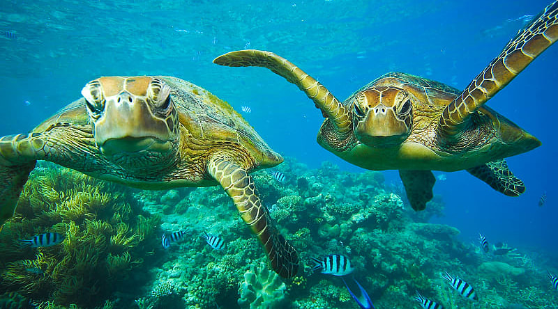 Turtles swimming along the coral of the Great Barrier Reef Turtles swimming along the coral of the Great Barrier Reef