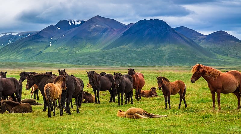 Horses in the mountains of Iceland Horses in the mountains of Iceland