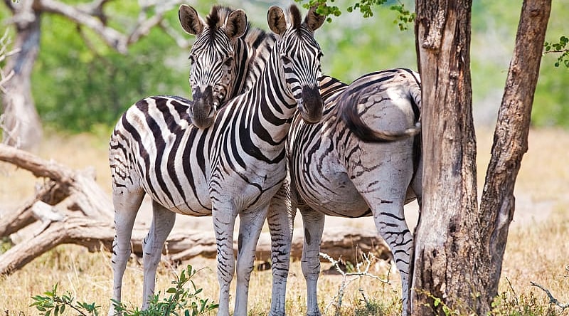 Zebras in the African savanna Zebras in the African savanna