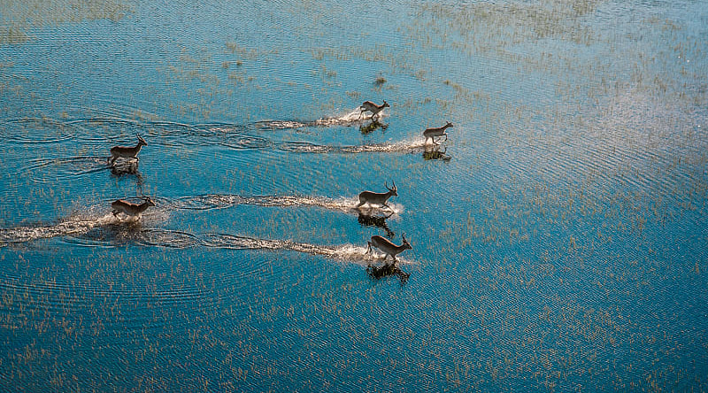 Antelopes running on the Okavango Delta river Antelopes running on the Okavango Delta river