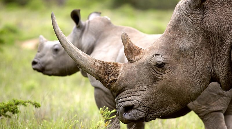 Rhinoceros in the African savanna Rhinoceros in the African savanna