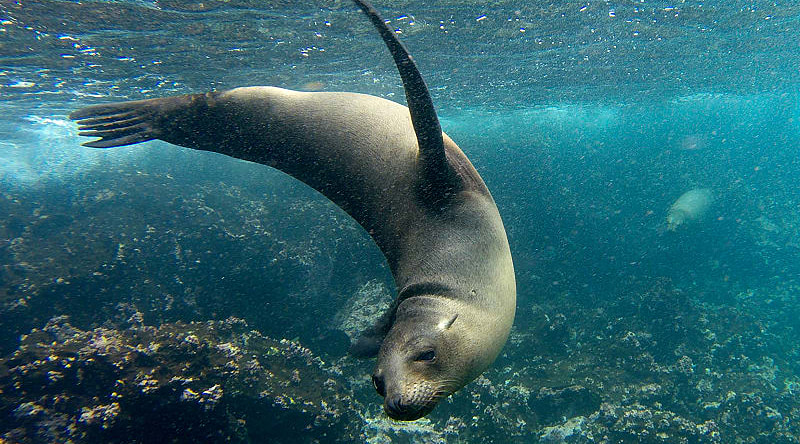 Sea lion playing in the Galapagos Islands