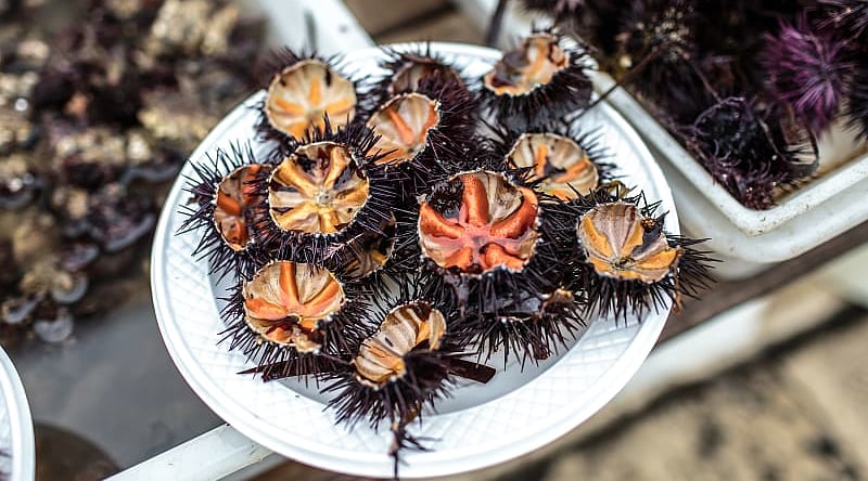 Fresh sea urchin at a seafood market in the Puglia region of Italy Fresh sea urchin at a seafood market in the Puglia region of Italy