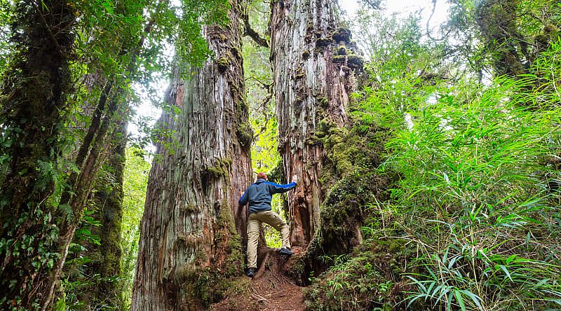 Hiking the verdant forests in Pumalin Park, Chile