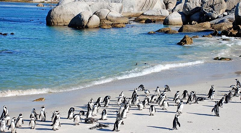 Penguins colony in Cape Town, South Africa.