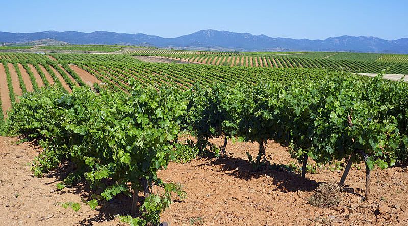 Vineyards in Spain