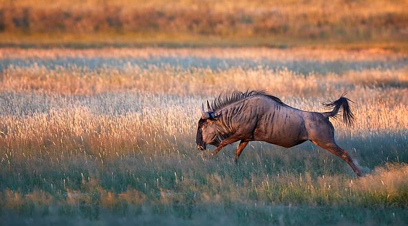 Wildebeest in the African savanna, South Africa