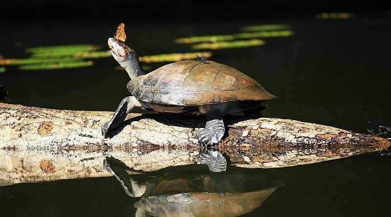 Butterfly on the nose of a turtle in the Amazon Rainforest of Peru.