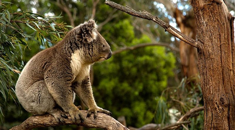 Ten-Day Australia Itinerary for Families: City, Wildlife, and Beach Koala in a tree, Australia