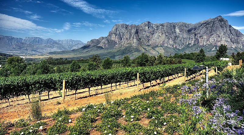 Vineyard in Cape Town, South Africa