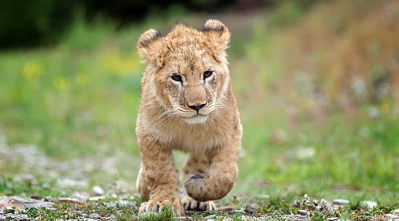 Lion cub in the African savanna