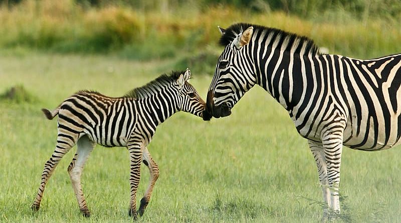 Classic Southern African Safari - Zebra rubbing noses with her calf in the Okavango Delta