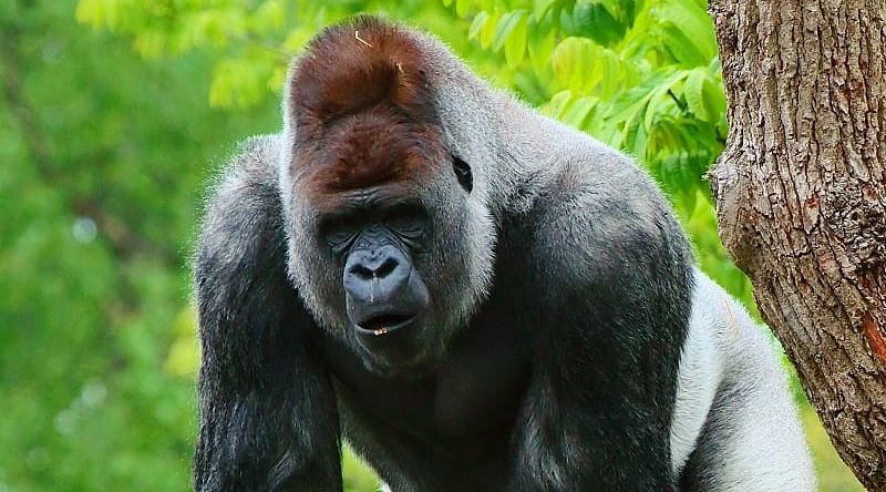 Silverback gorilla in the Bwindi Impenetrable Forest National Park