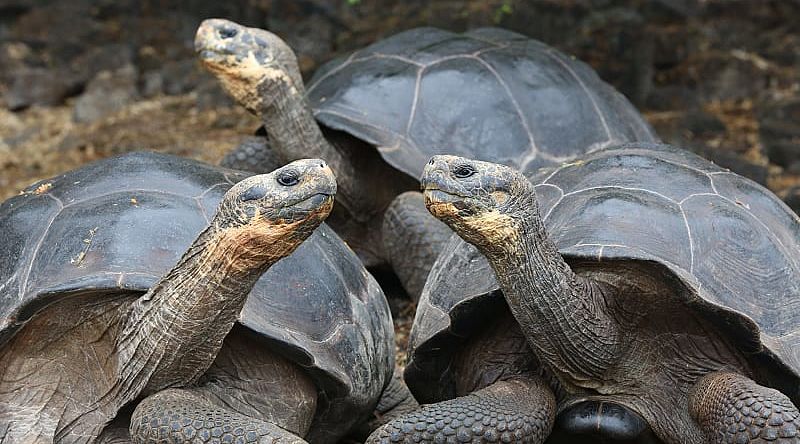 Giant tortoise in the Galapagos Islands, Ecuador Giant tortoise in the Galapagos Islands, Ecuador