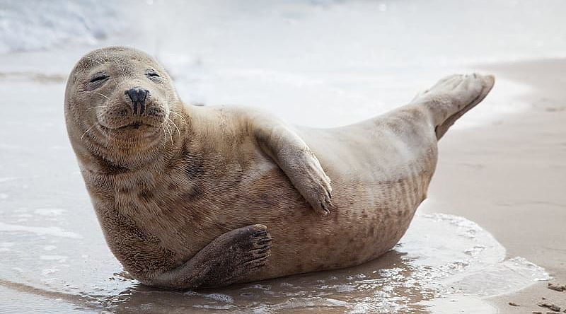 Sea lion on the beach.