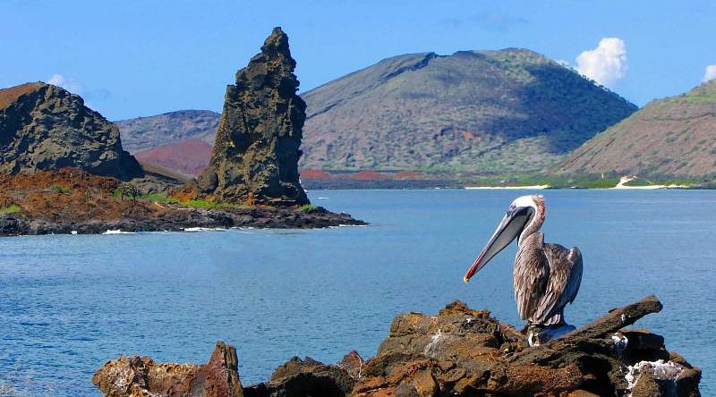 Brown pelican with Pinnacle rock on Bartolome Island in the back Brown pelican with Pinnacle rock on Bartolome Island in the back