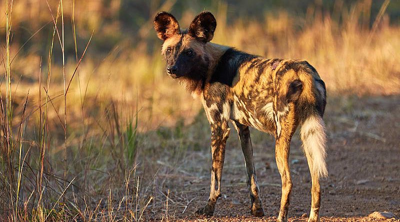 Wild dog in Kafue National Park, Zambia