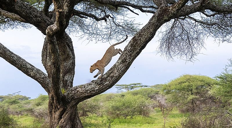 Leopard running down tree in Tanzania