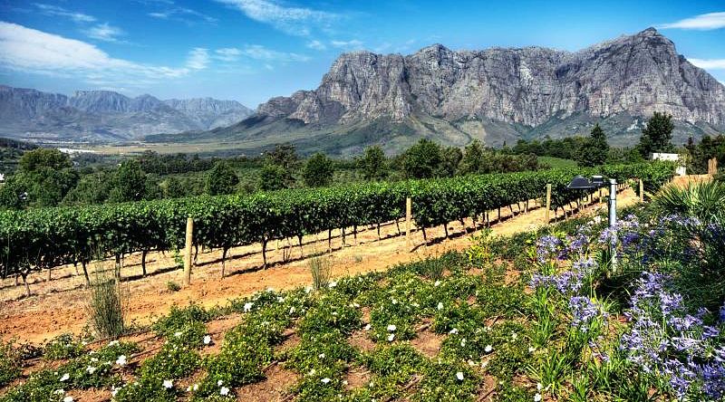 Vineyard in Stellenbosch, South Africa