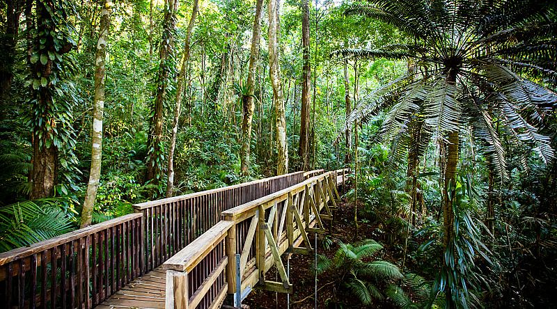 Daintree Rainforest in Australia