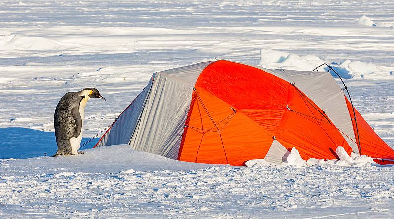 Penguin waiting outside expedition tent in Antarctica