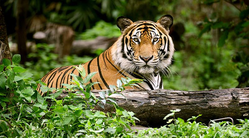 Tiger in Bandhavgarh National Park, India