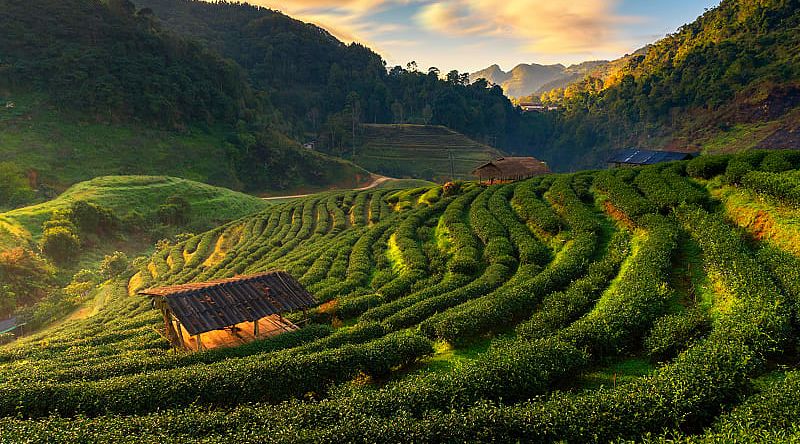 Hillside tea fields in mountainous Doi Ang Khang, Chiang Mai, Thailand