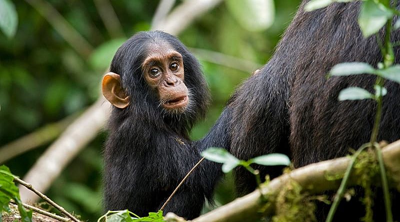 Baby chimpanzee in Kibale National Park, Uganda