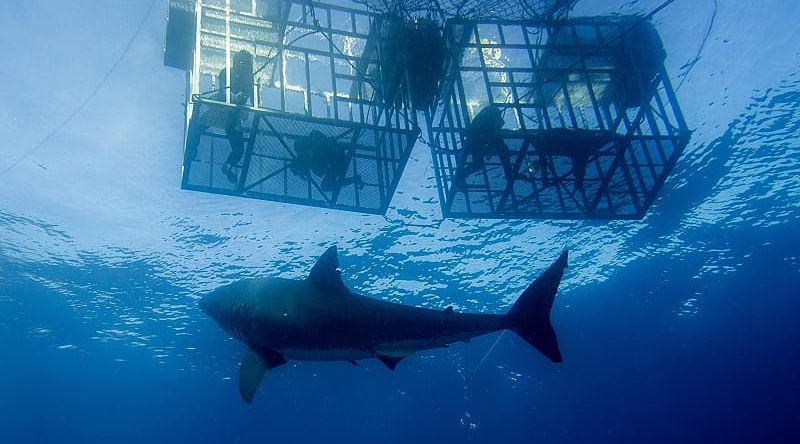 Diving with sharks in Australia.