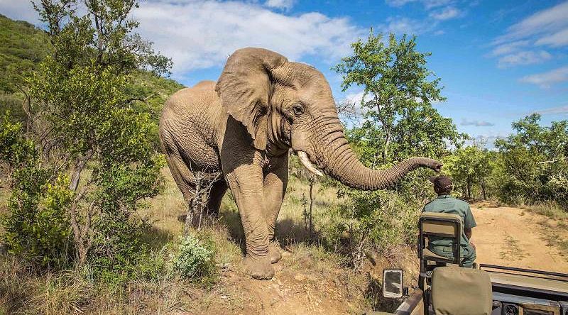 Elephant in the bush on African safari game drive Elephant in the bush on African safari game drive