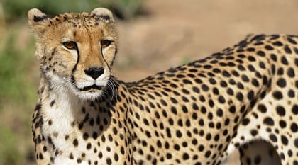 Cheetah on the African savanna