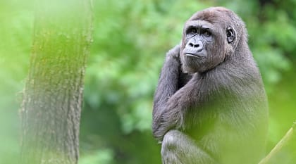 Mountain gorilla at the Volcanoes National Park in Rwanda