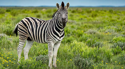 Zebra in Etosha National Park, Namibia