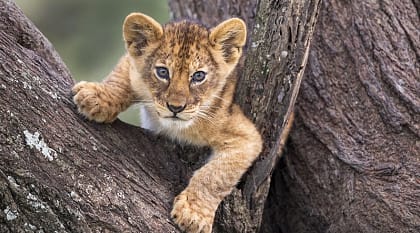 Lion cub in a tree, Tanzania