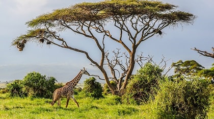 Amboseli, National Park in Kenya