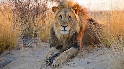 A Grand Kalahari Safari: An Immersive Journey Through Nature's Mystique
