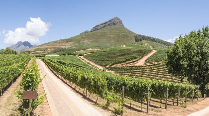 Vineyard in Cape Town, South Africa