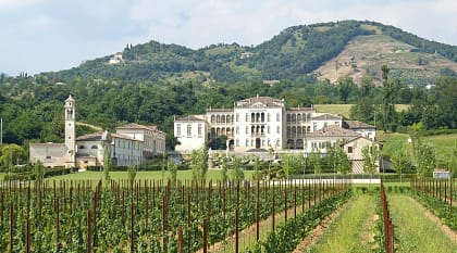 Vineyards of Rinaldi Barbini near Asolo, Veneto Italy Vineyards of Rinaldi Barbini near Asolo, Veneto Italy