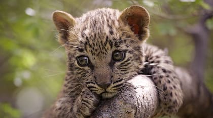 Leopard cub in tree, Kruger National Park, South Africa
