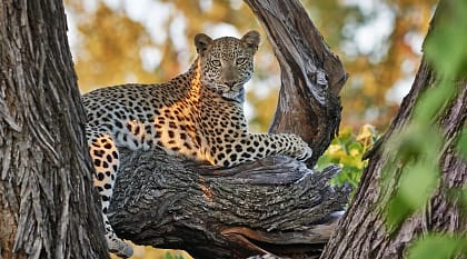 Opulence of Okavango & Zambia Safari: Moremi to Zambezi Opulence of Okavango & Zambia Safari: Moremi to Zambezi
