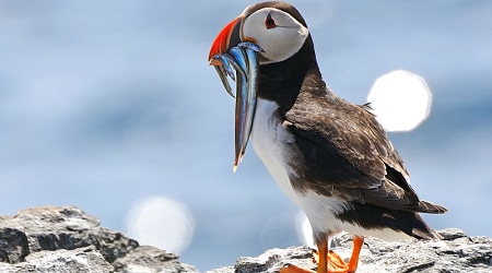 Puffins on the Farne Islands Puffins on the Farne Islands