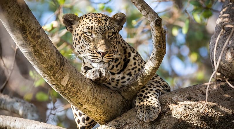 Leopard laying in a tree in Serengeti National Park, Tanzania Leopard laying in a tree in Serengeti National Park, Tanzania