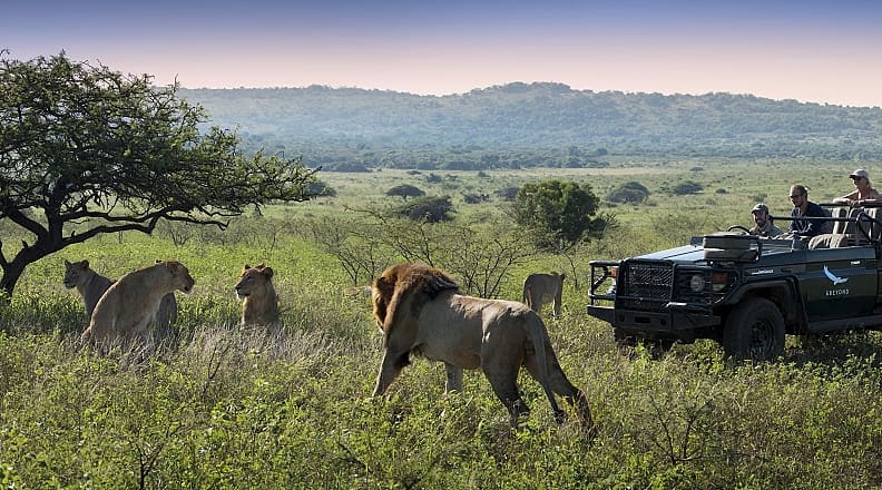 Lion Pride in Phinda Private Reserve, South Africa. Photo © DOOKPhonto, courtesy of andBeyond Observing a lion pride while on safari game drive in Phinda Private Reserve, South Africa.