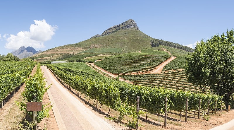 Vineyard in Cape Town, South Africa Vineyard in Cape Town, South Africa